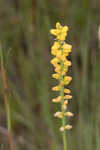 Golden colicroot